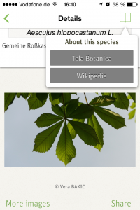 Wikipedia oder Tela Botanica liefert alle wichtigen Informationen
